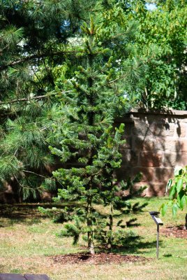 Pinus aristata - borovice osinatá - celek